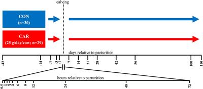 Dietary L-Carnitine Affects Leukocyte Count and Function in Dairy Cows Around Parturition